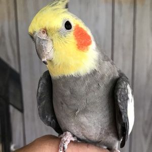 Meet your Posher, Christine